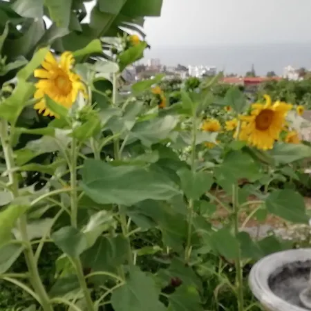 Apartamento Glorieta Casa Inmersa En Un Entorno Natural Puerto de la Cruz (Tenerife)